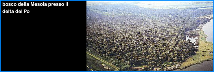 adriatico bosco mesola delta po