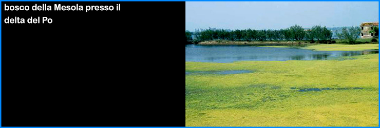 adriatico laguna venezia mesola delta po